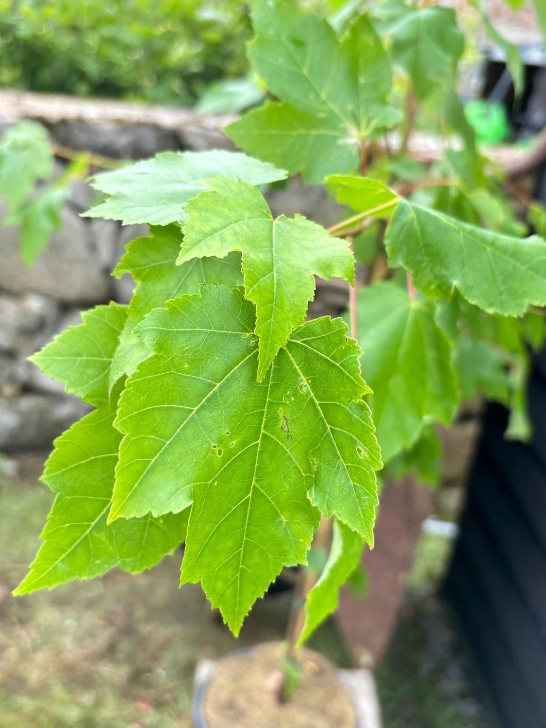 ACER rubrum 'October Glory' / Canadian Red Maple