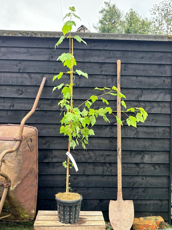 Canadian Red Maple tree for sale UK