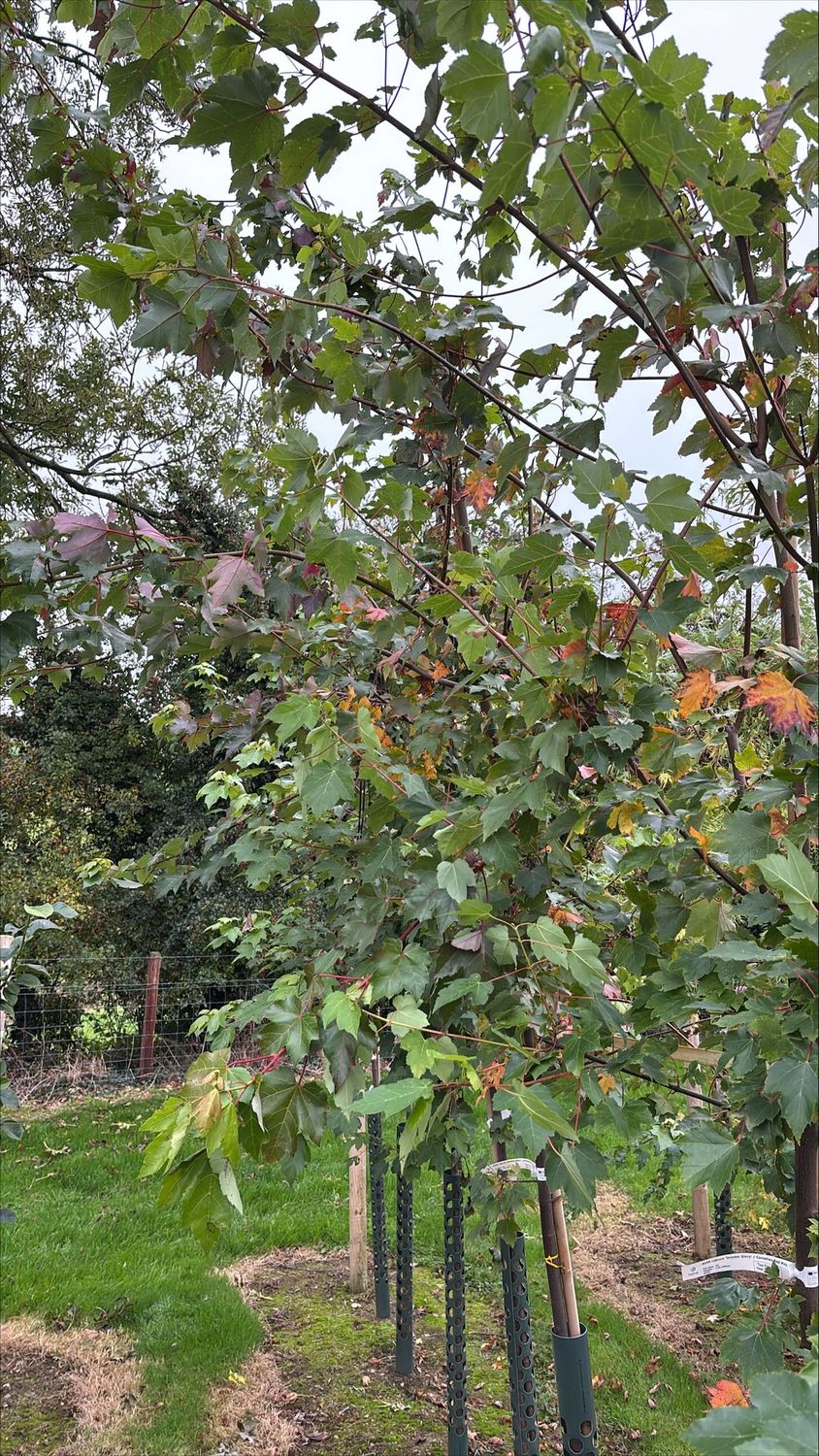 ACER rubrum 'October Glory' / Canadian Red Maple