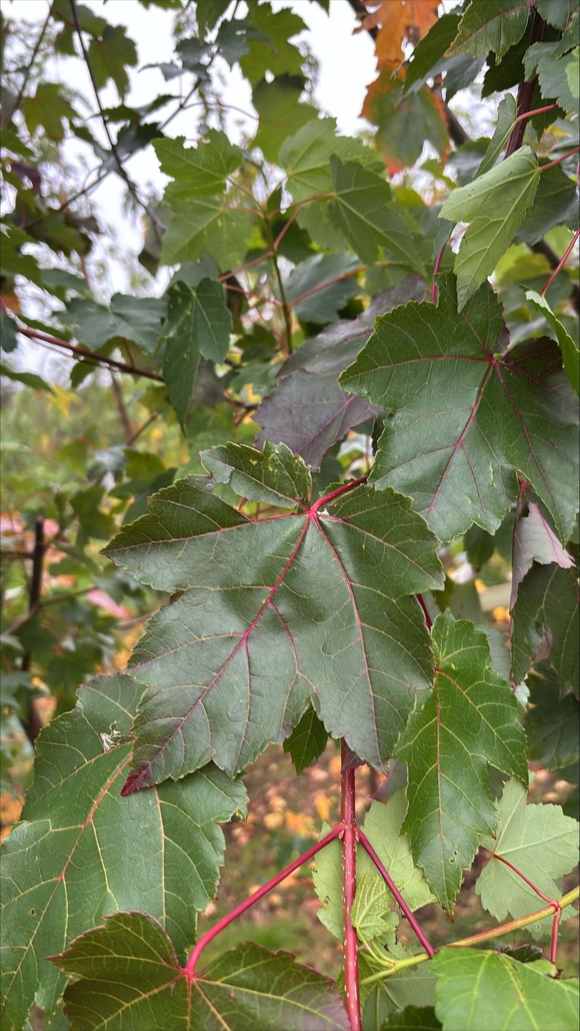 ACER rubrum 'October Glory' / Canadian Red Maple