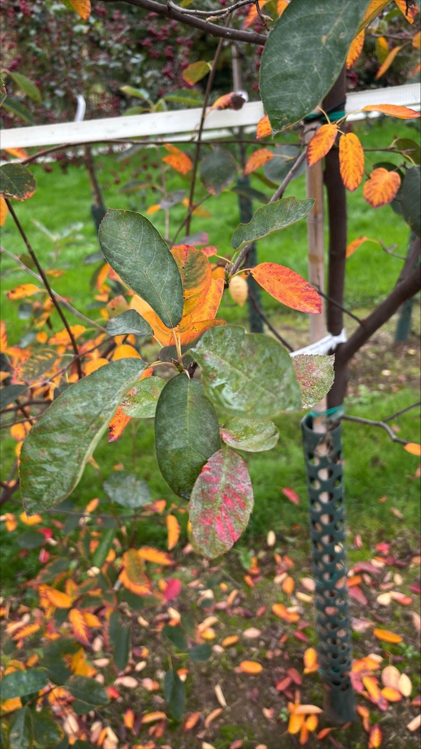 AMELANCHIER lamarckii / Snowy Mespilus