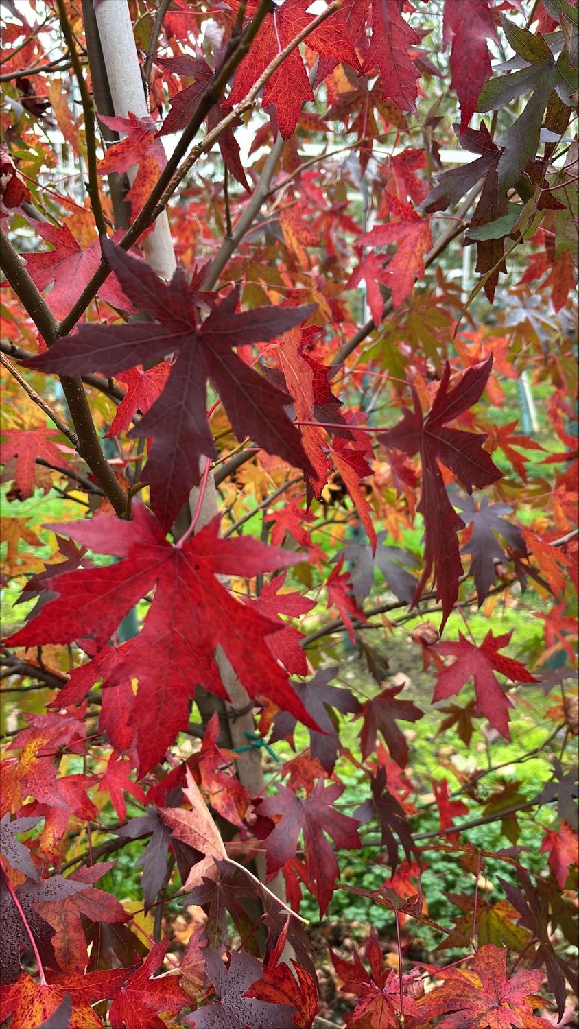 LIQUIDAMBAR styraciflua 'Worplesdon' / Sweet Gum