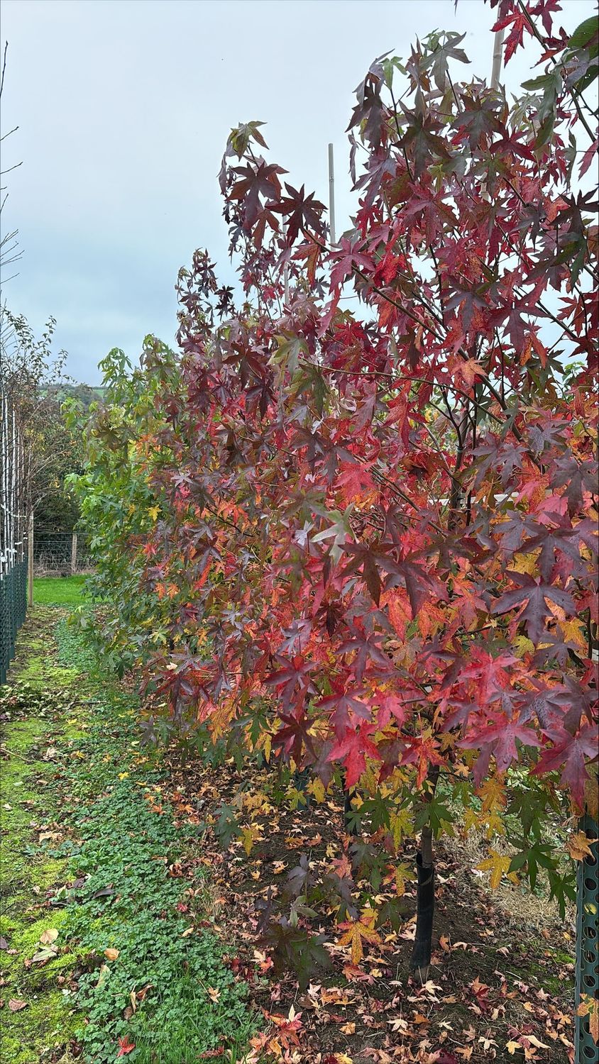 LIQUIDAMBAR styraciflua 'Worplesdon' / Sweet Gum