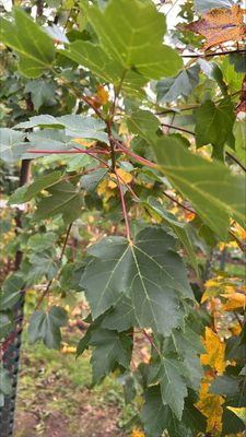 Canadian Red Maple — view 5