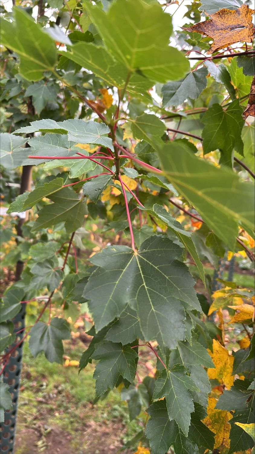 ACER rubrum 'October Glory' / Canadian Red Maple