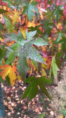 Sweet Gum — view 3