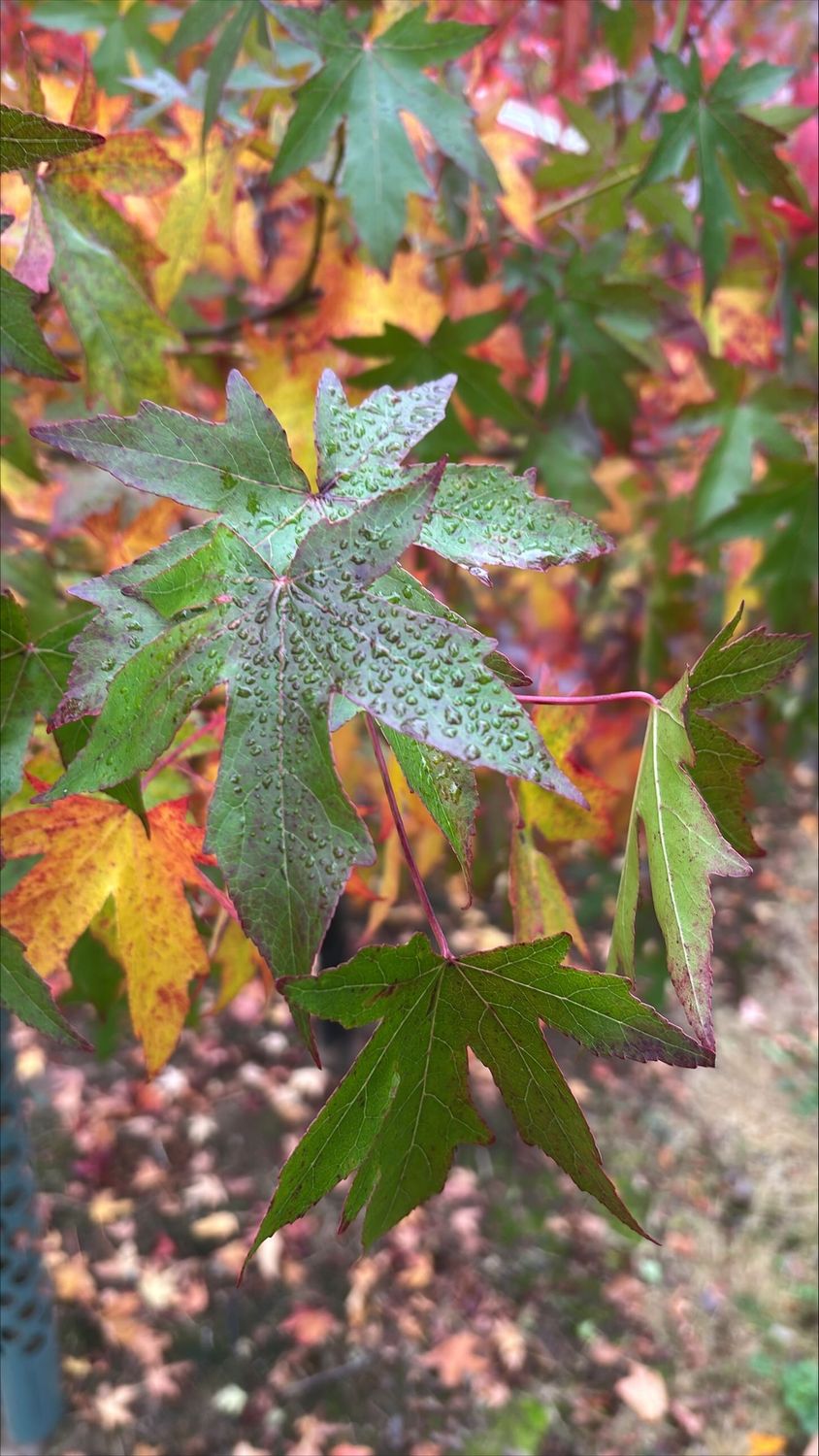 LIQUIDAMBAR styraciflua 'Worplesdon' / Sweet Gum