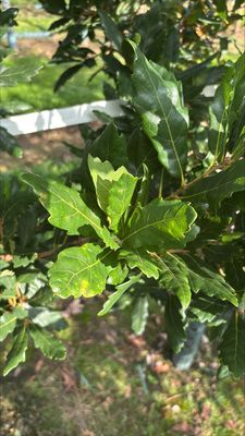 QUERCUS turneri 'Pseudoturneri' / Turners Oak