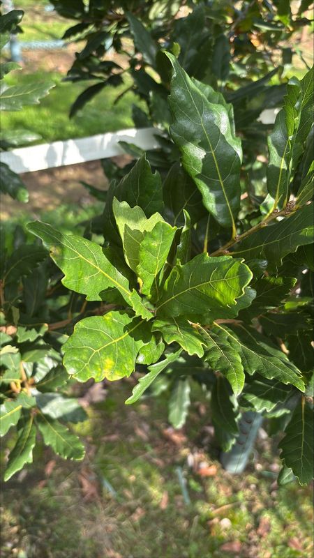 Turners Oak tree for sale UK