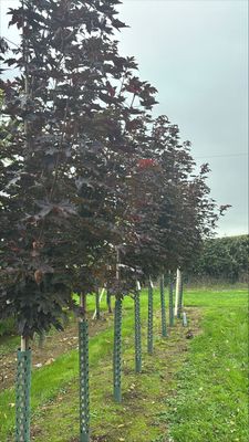 Bareroot &amp; Rootball