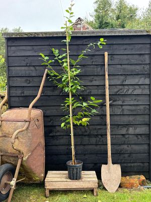 CARPINUS bet. 'Lucas' / Fastigate Hornbeam