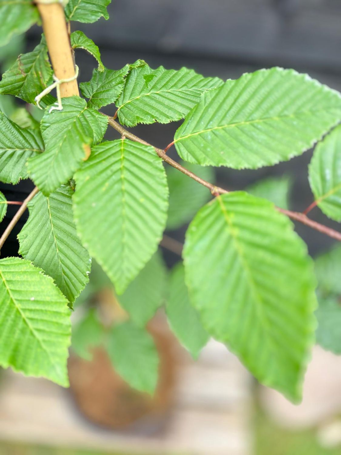 CARPINUS bet. 'Rockhampton Red' / Hornbeam