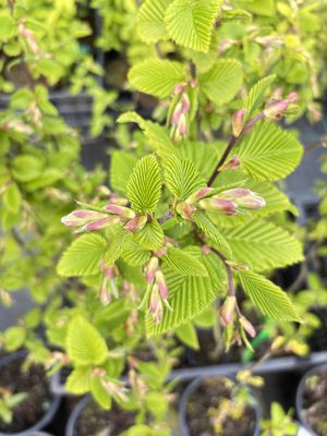 Hornbeam — view 3