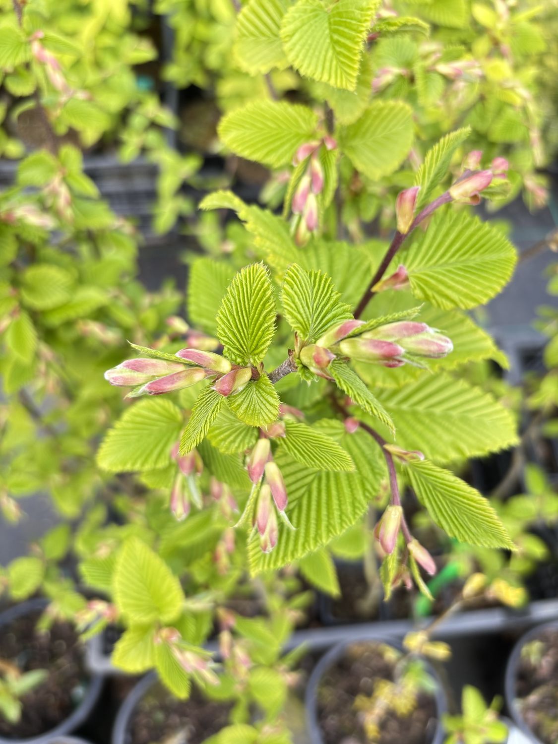 CARPINUS bet. 'Rockhampton Red' / Hornbeam