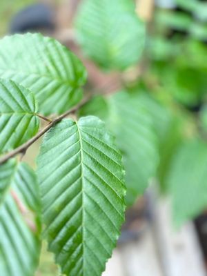 Fastigate Hornbeam — view 2