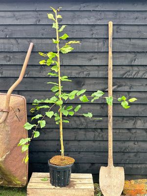 CARPINUS bet. 'Rockhampton Red' / Hornbeam