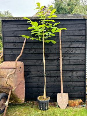 JUGLANS regia / Walnut