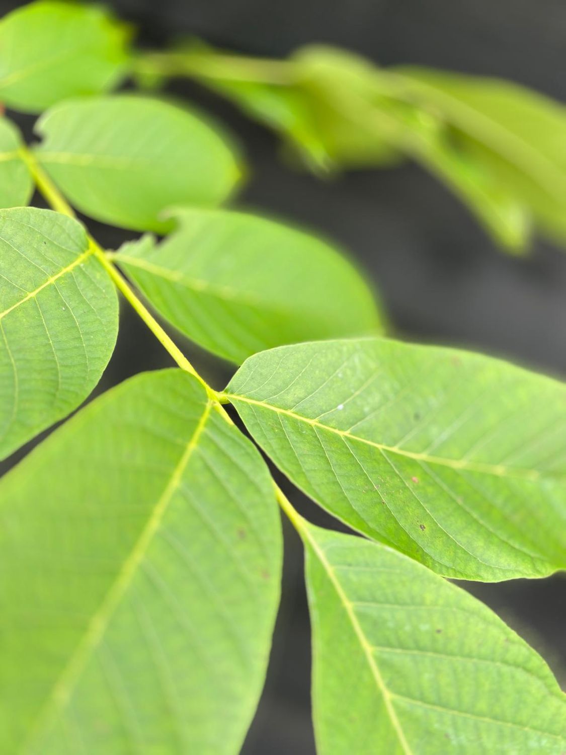 JUGLANS regia / Walnut