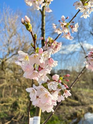 Flowering Trees
