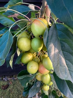 Fruiting