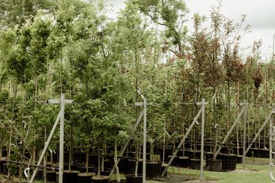 All Trees A-Z