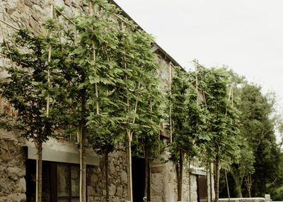 Screening Trees