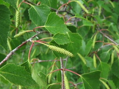 BETULA pendula / Silver Birch