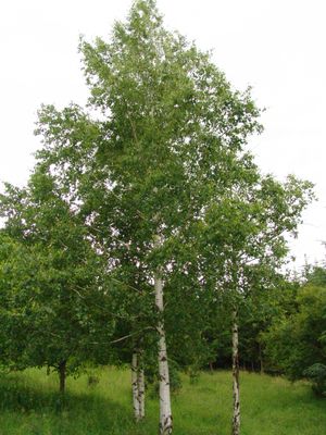 BETULA pendula / Silver Birch