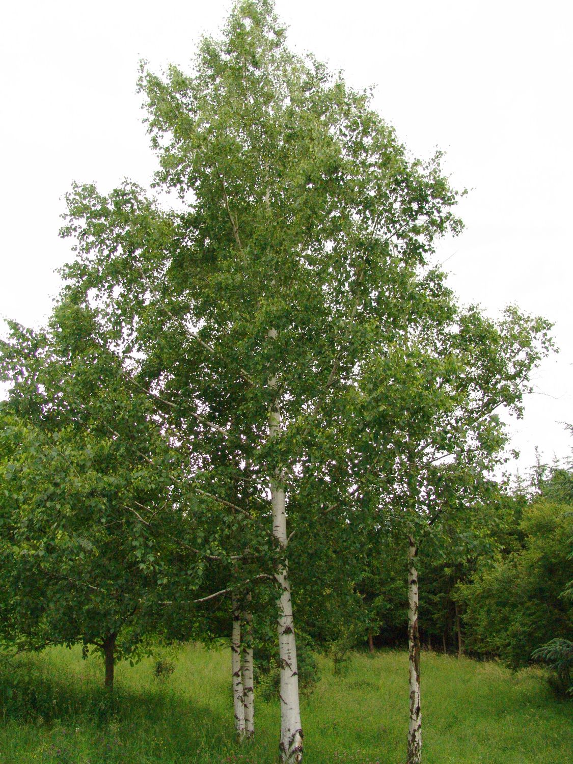 BETULA pendula / Silver Birch