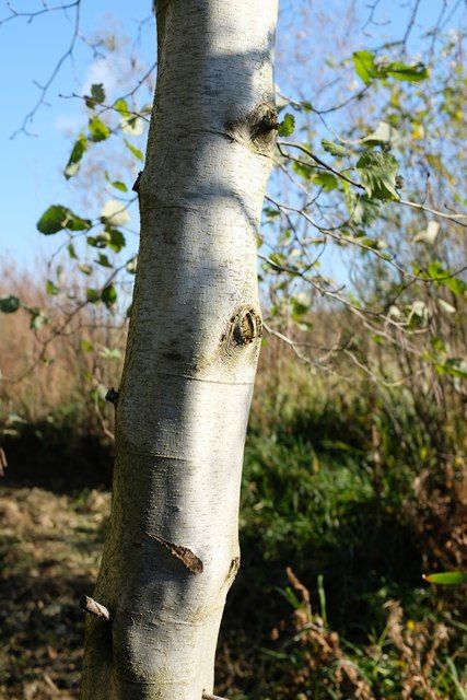BETULA pendula / Silver Birch
