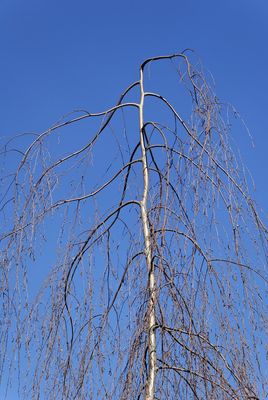 BETULA pendula ‘Tristis’ / Weeping Silver Birch