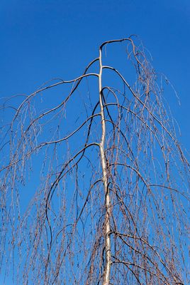 BETULA pendula ‘Tristis’ / Weeping Silver Birch