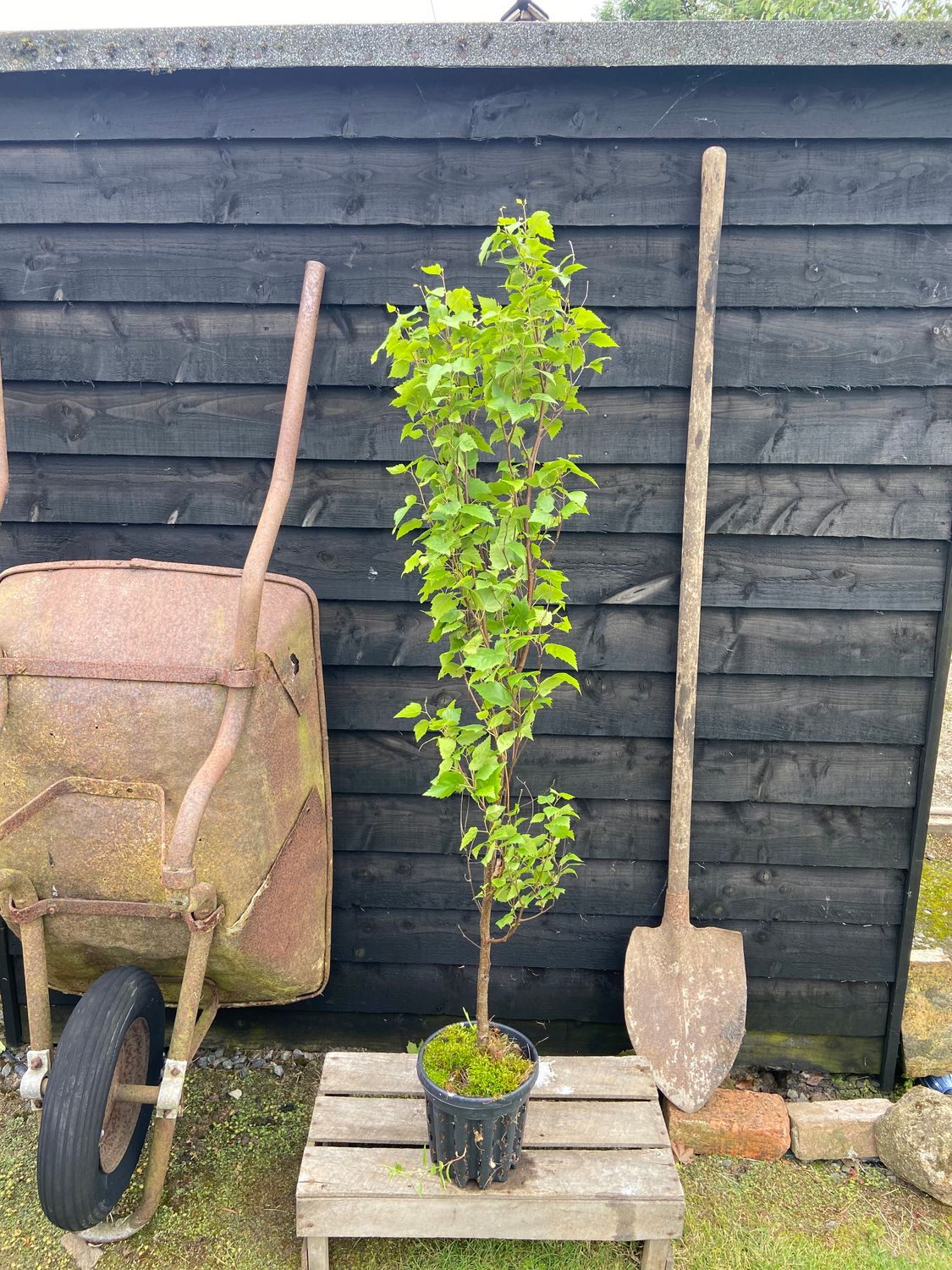BETULA pendula 'Fastigiata' / Upright Silver Birch