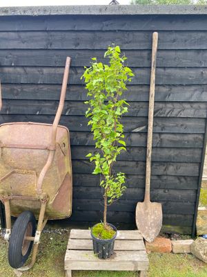 BETULA pendula 'Fastigiata' / Upright Silver Birch