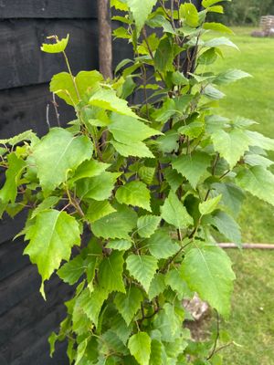 BETULA pendula 'Fastigiata' / Upright Silver Birch