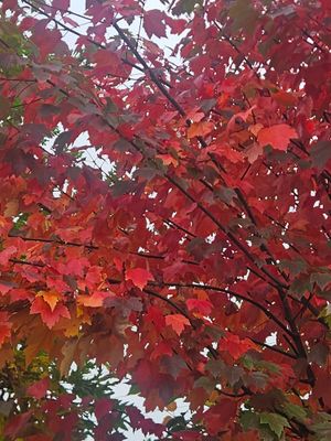 ACER rubrum 'Sun Valley' / Canadian Red Maple