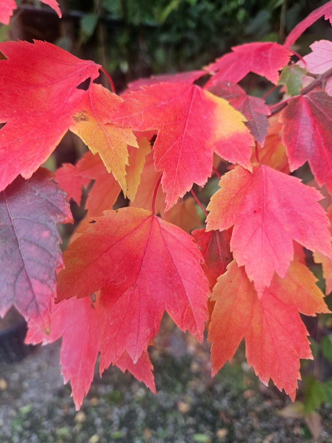ACER rubrum 'Sun Valley' / Canadian Red Maple
