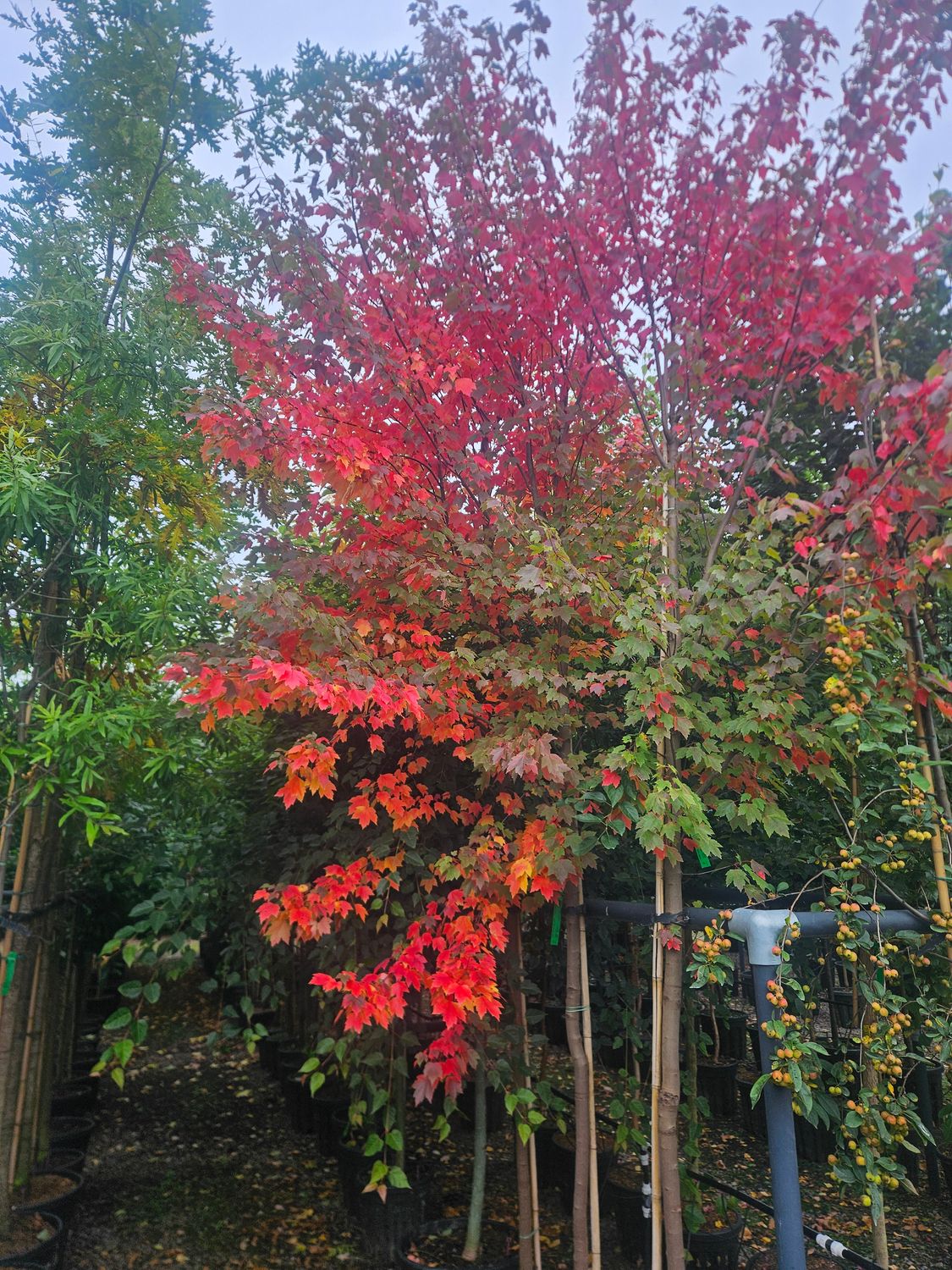 ACER rubrum 'Sun Valley' / Canadian Red Maple