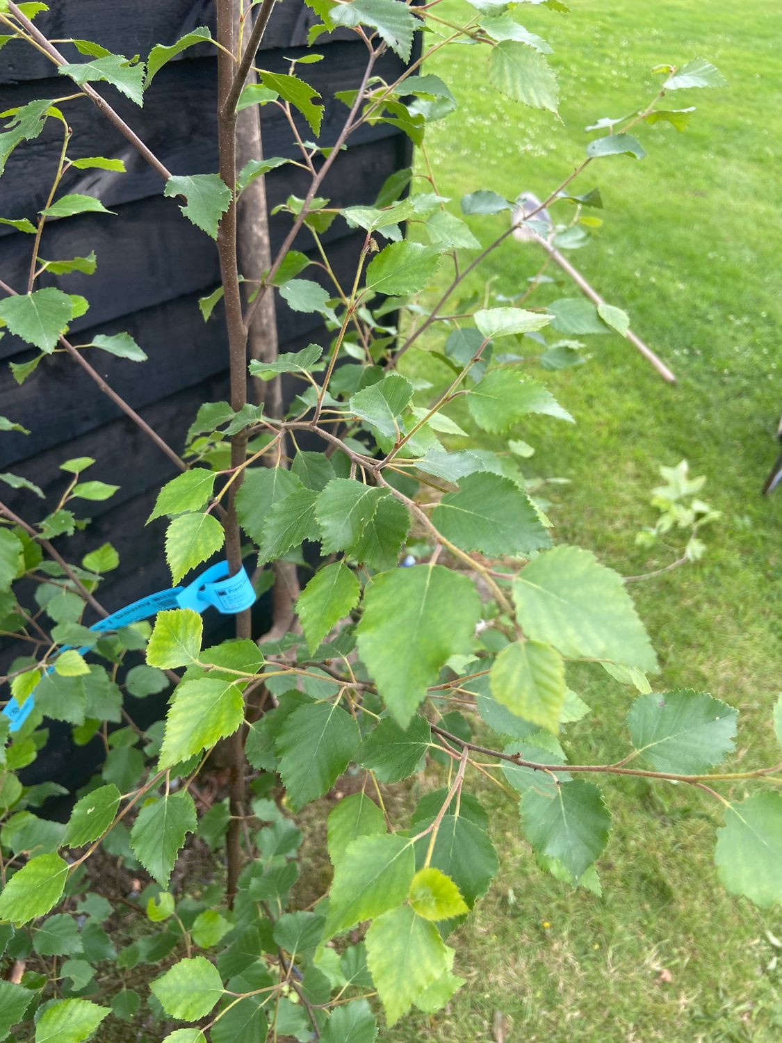 BETULA pubescens / Downy Birch
