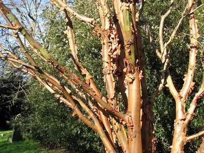BETULA papyrifera / Paper Birch