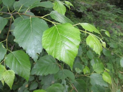 BETULA papyrifera / Paper Birch