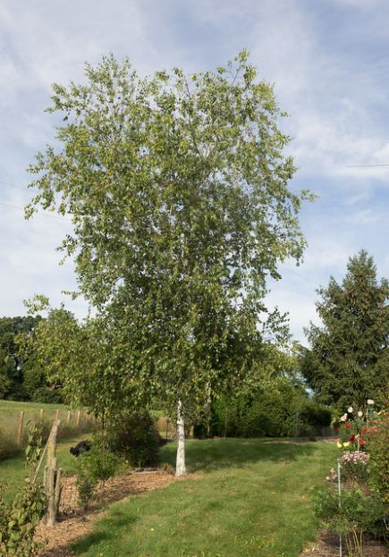 BETULA papyrifera / Paper Birch