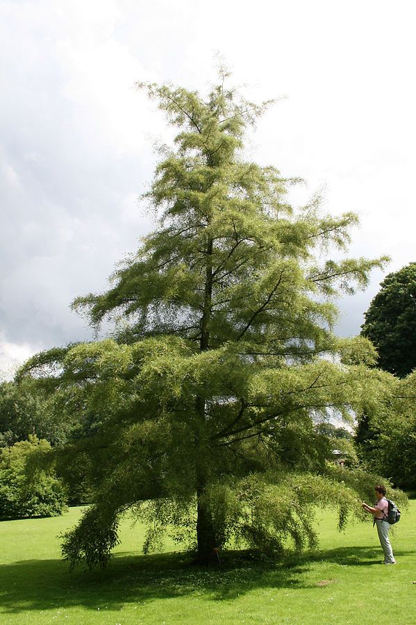 ALNUS glutinosa ‘Imperialis’ / Cut-Leaf Alder