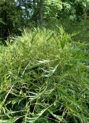 ALNUS glutinosa ‘Imperialis’ / Cut-Leaf Alder