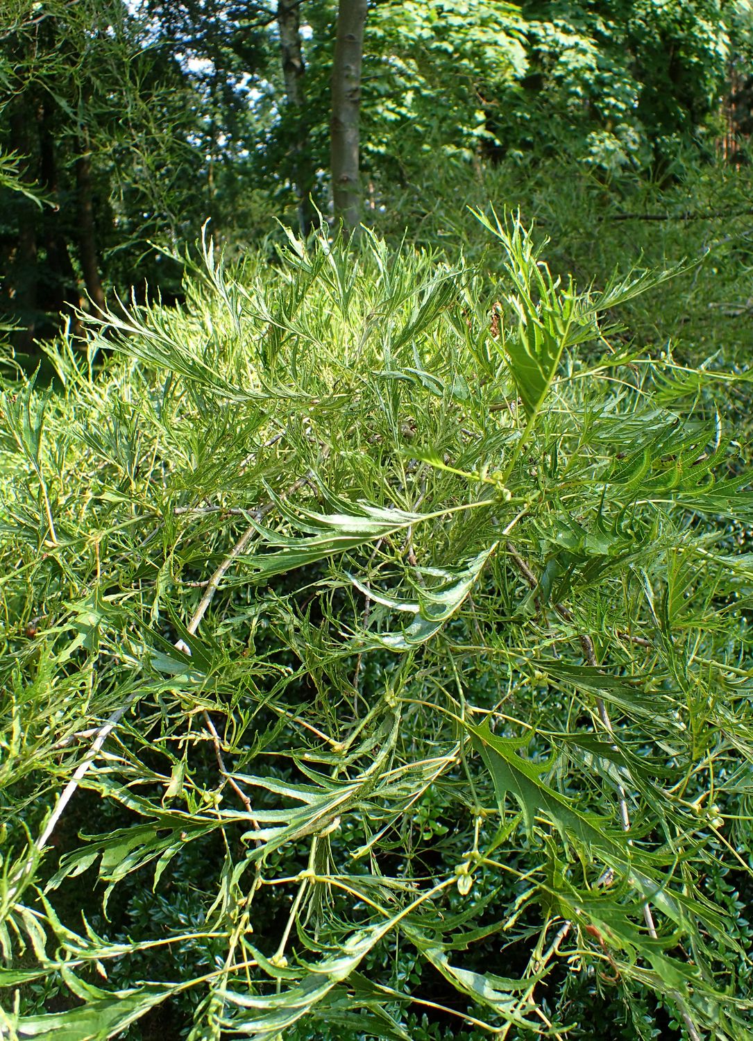 ALNUS glutinosa ‘Imperialis’ / Cut-Leaf Alder