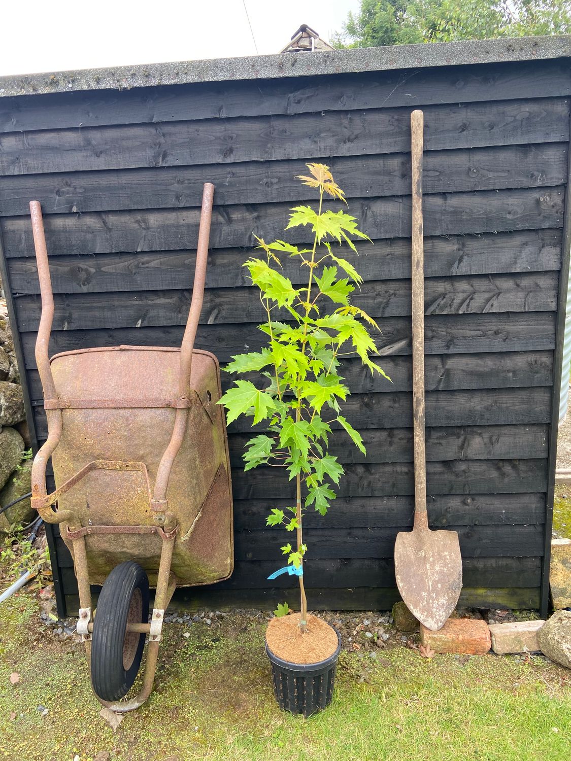 ACER saccharinum Pyramidale / Silver Maple