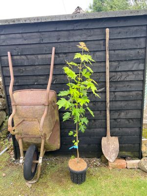 ACER saccharinum Pyramidale / Silver Maple
