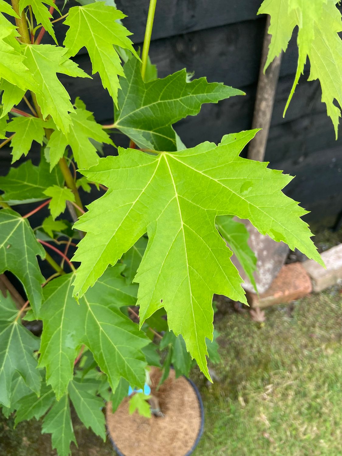 ACER saccharinum Pyramidale / Silver Maple
