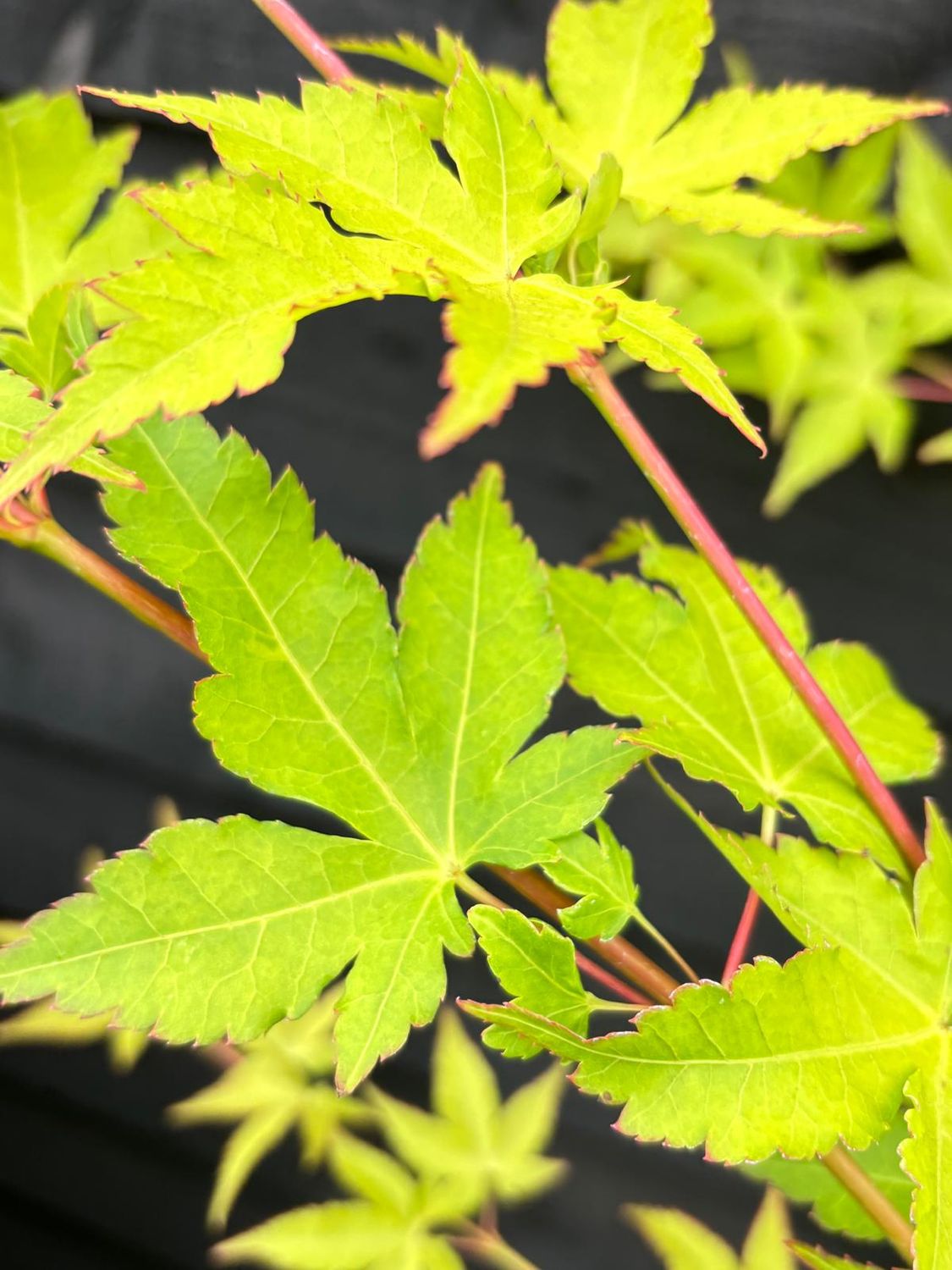 ACER plat. 'Crimson King' / Purple Norway Maple