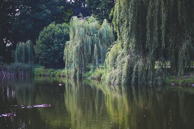 SALIX alba 'Tristis' / Golden Weeping Willow